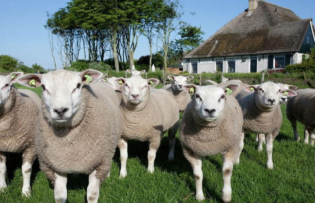 Nice Bungalow With Dishwasher in a Holiday Park 1.2 km. From the sea on Texel - Foto 55