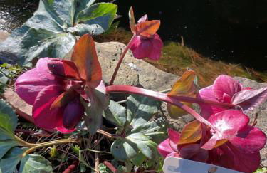 Waldtraum Wandlitzsee - Foto 31