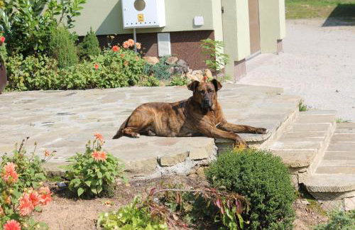 Słoneczna Zagroda - Sunny Ridge Farm - Foto 34