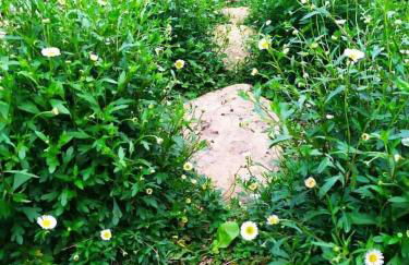 Olive Lemon Biophilic House & Lush Forest Garden - Foto 42