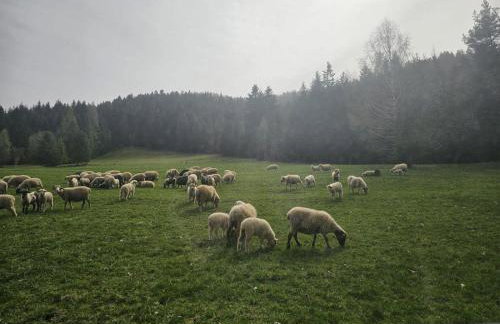 Szlak By Trafił - Photo 71