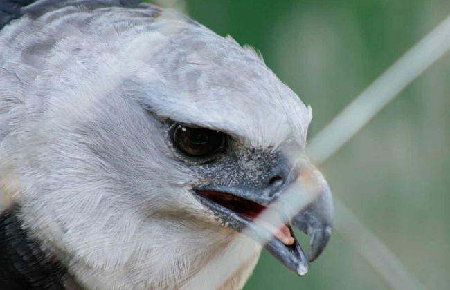 Excursion au parc des faucons - Photo 2