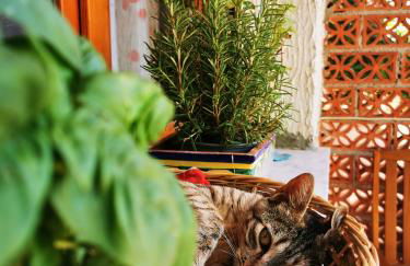 Villetta sul Mare - Foto 29