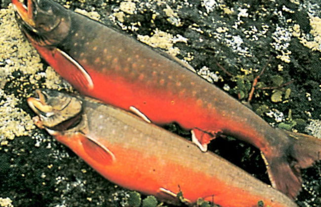 6 Person Holiday Home in Nordli-by Traum - Foto 10