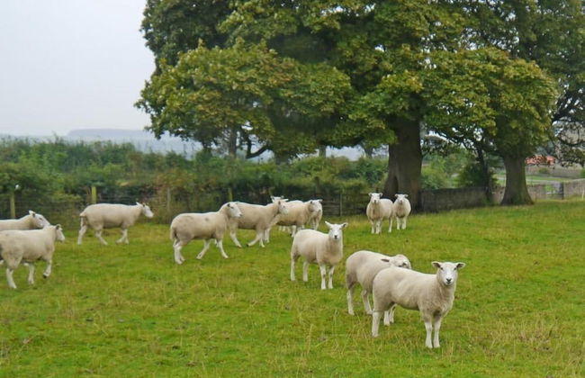 The Hayloft Cottage - Foto 14