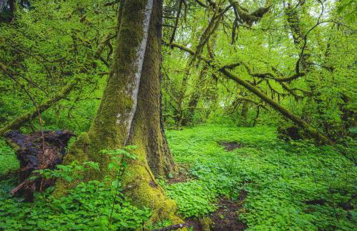 Rainforest Tiny Home Rustic - Foto 14