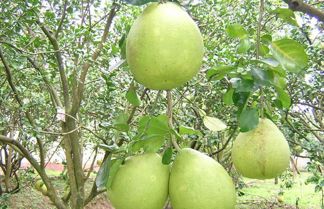 Ganztägiger Ausflug zum schwimmenden Markt Cai Be und Vinh Long ab Hotel in Ho-Chi-Minh-Stadt - Foto 4