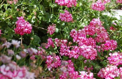 Casa rural sofia - Foto 24