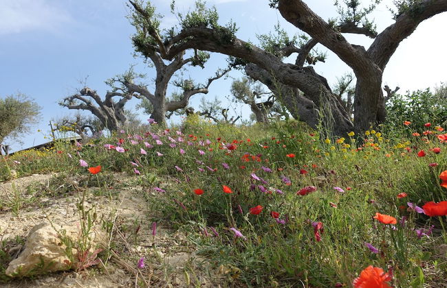 Agriturismo Baglio San Nicola - Foto 46