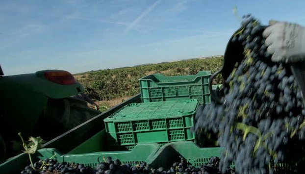 Visita a la bodega Valdelosfrailes - Foto 5, Recogiendo la uva