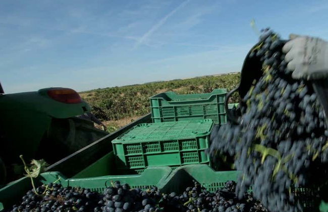 Excursão à adega Valdelosfrailes - Foto 5