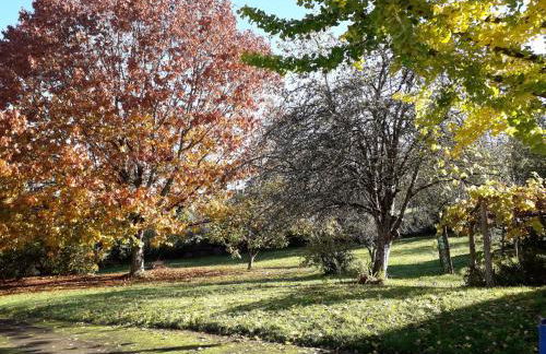 Edredons et champignons - Foto 7