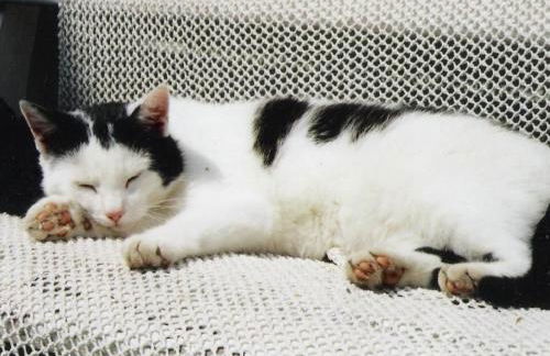 Apartment Galerie by Interhome - Foto 2