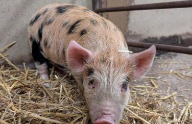 The Piggery, located at the foot of the Malvern's - Foto 9