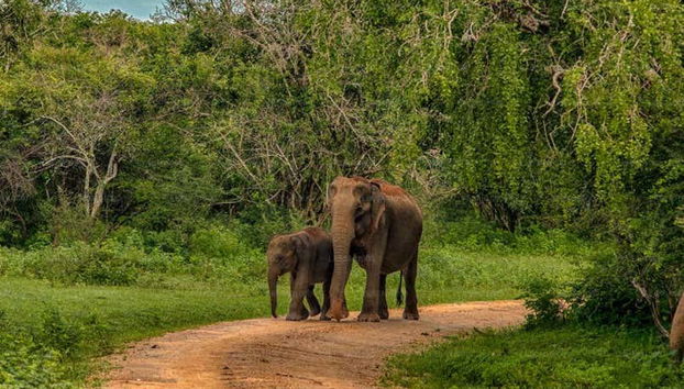 I simpatici elefanti del parco
