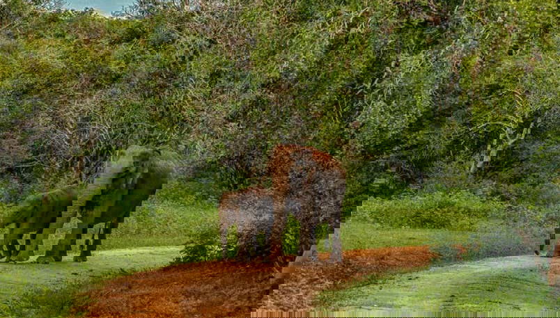 Profitez d'un jour de safari