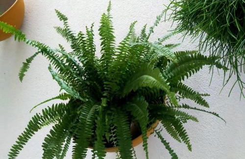 Alojamiento Beach Riazor - Foto 40