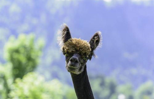 Alpakahof Wechs - Foto 41