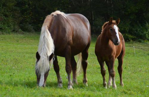 Fewo Schwarzwälder Blattert - Foto 16