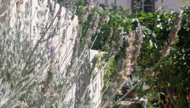 "Eirini" traditional house Creta Archanes, Αρχάνες σπίτι - Photo 2