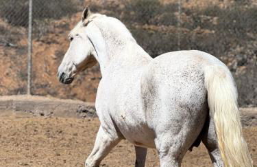 Tantulia la casita del Caballo - Foto 45