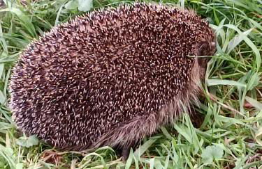 Ediths Haus - Foto 54