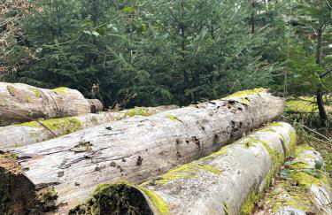 Belle 2 bedroom log cabin with hot tub, forest and loch - Foto 24