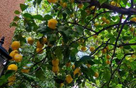 Varigotti Tropical Garden - full floor apartment - Photo 79