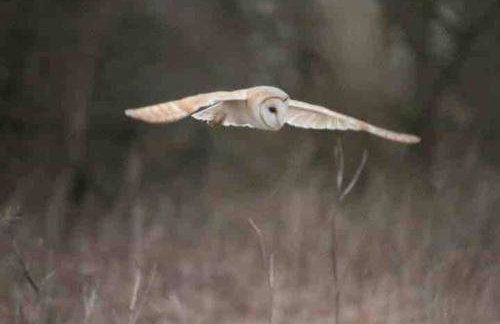 Newton Hall Farm cottage, hot tub garden views Nr Lytham Ribby - Foto 38
