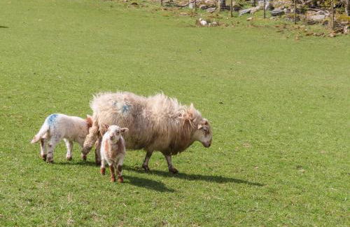 Gilfachwydd - Foto 46