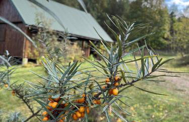Drewniany Domek w Zakątku Andrzeje Śniczany 18 - Photo 55