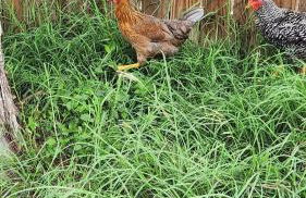 Cozy Cabin on 22 Private Acres Peaceful Retreat in Smithville, TX - Foto 9