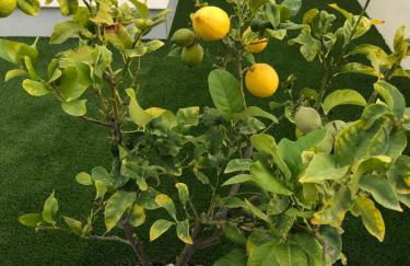 Villa Happy Moments - Foto 10