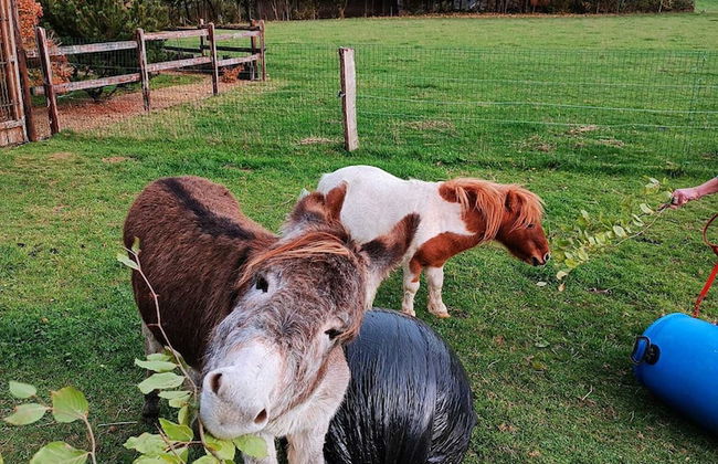 Cottage Oree des Bois in Paliseul With Garden - Photo 24