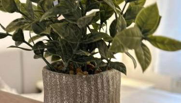 Ferienwohnung zur Sternblume - Foto 4