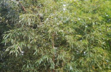 Grande maison au calme au cœur d un bois 11 personnes - Photo 27