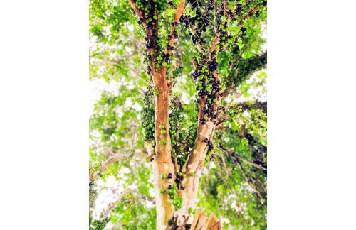 Piscina Aquecida, Jacuzzi, internet veloz, no centro de Serra Grande - Apt Verde - Vila Pitangueira - Photo 31