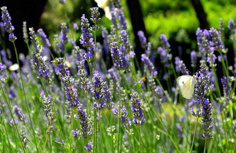 Casa Vacanze "L'Aione" - Foto 50