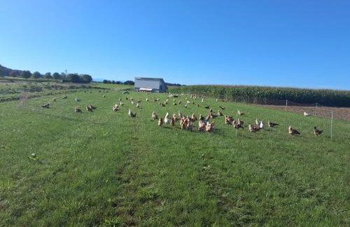 Tinyhaus Lara - Foto 7