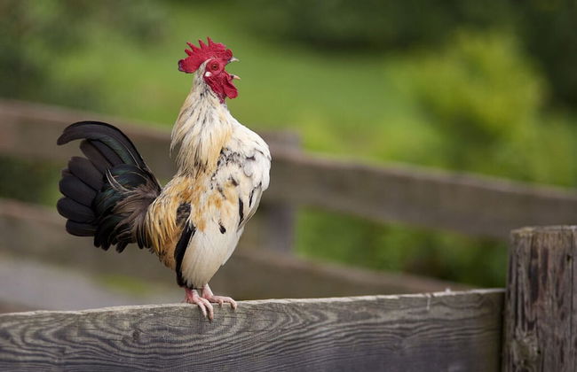 Apartment in St. Stefan im Rosental - Foto 11