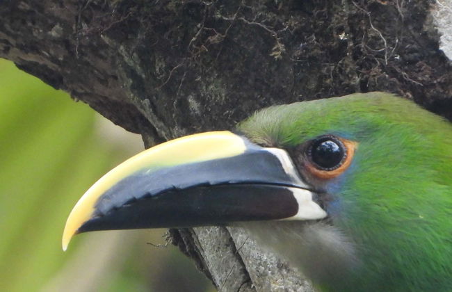 Bird-Watching at Barbas Bremen - Photo 1
