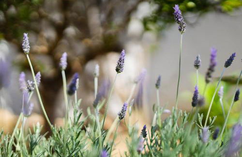 Casa Manjua - Foto 45