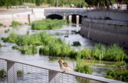 Rastro, Plaza Mayor and Madrid Río - Photo 42