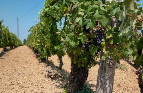 Vacanza Nel Cuore Del Monferrato - Foto 23