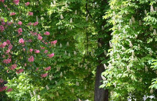 Appartement am Oranienpark im Kurviertel - Foto 8