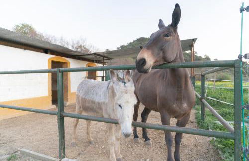 Alojamiento Rural junto a Vía Verde Olvera - Foto 40