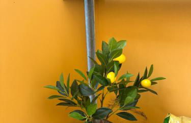 Ferienwohnung Augustus - Foto 34