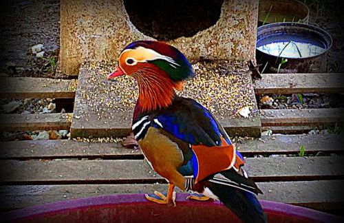 Agriturismo Borgovecchio - Foto 15