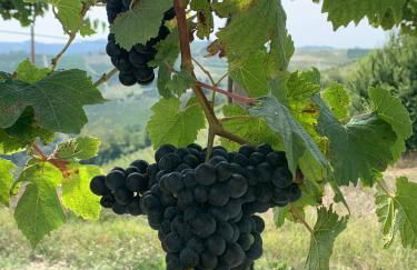 appartement Barbera - Foto 44