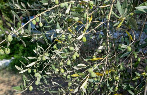 Asmanis Rooms - Photo 67